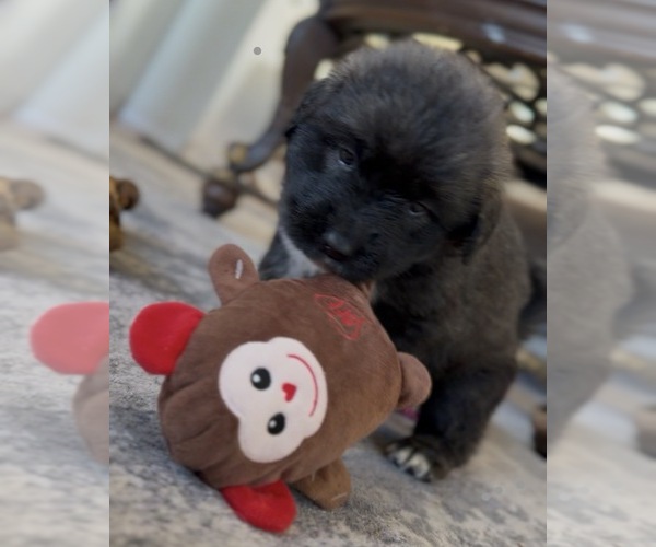 Medium Photo #19 Mastiff-Pyrenean Mastiff Mix Puppy For Sale in RHOME, TX, USA