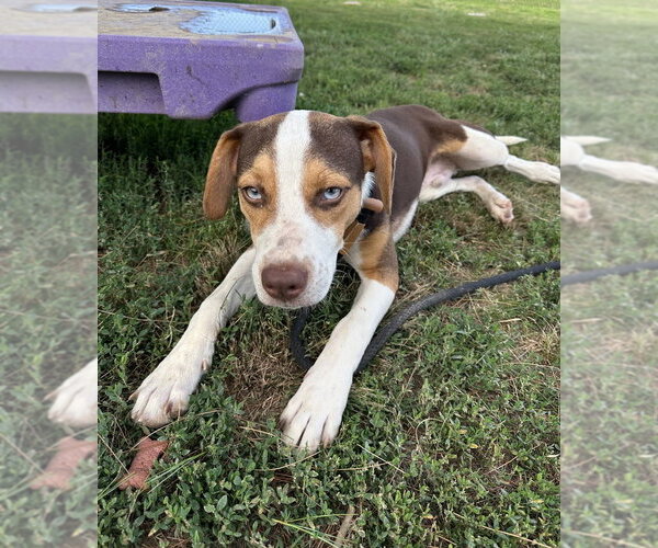 Medium Photo #5 Mutt Puppy For Sale in Evansville, IN, USA
