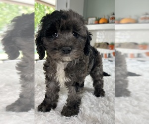 Cockapoo Puppy for sale in INDIANAPOLIS, IN, USA