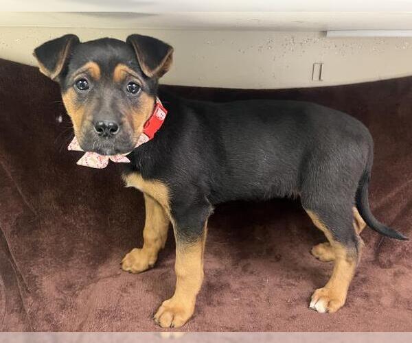 Medium Photo #1 German Shepherd Dog-Unknown Mix Puppy For Sale in HESPERIA, CA, USA