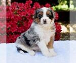 Small #5 Aussiedoodle Miniature 