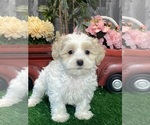 Image preview for Ad Listing. Nickname: Molly