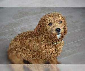 Father of the Cavapoo puppies born on 05/18/2025