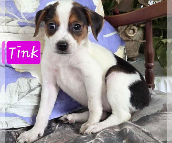 Medium Photo #4 Rat Terrier-Unknown Mix Puppy For Sale in Virginia Beach, VA, USA