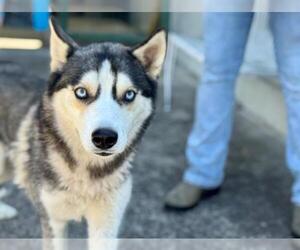 Medium Siberian Husky