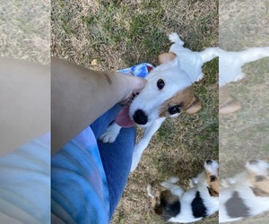 Jack Russell Terrier Puppy for Sale in MECHANICSVILLE, Virginia USA