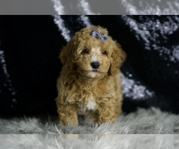 Medium Photo #13 Goldendoodle (Miniature) Puppy For Sale in WARSAW, IN, USA