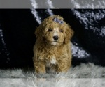 Small #4 Goldendoodle (Miniature)