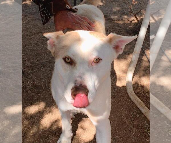Medium Photo #3 Siberian Husky-Unknown Mix Puppy For Sale in Lancaster, CA, USA