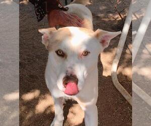 Tenor & Bass - Male Siberian Husky-Unknown Mix Dog for Adoption - Photo #3