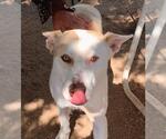 Small #2 Siberian Husky Mix