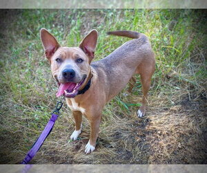 Akita-Unknown Mix Dogs for adoption in San Andreas, CA, USA