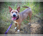 Small Akita Mix