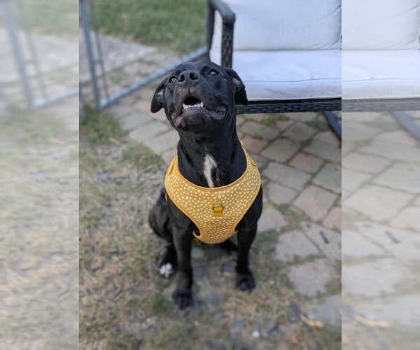 Medium Photo #4 American Pit Bull Terrier-Unknown Mix Puppy For Sale in Germantown, OH, USA