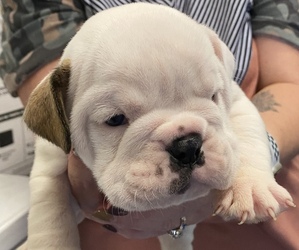 English Bulldog Puppy for sale in PILOT MOUNTAIN, NC, USA