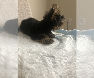 Yorkshire Terrier Puppy for sale in ATL, GA, USA