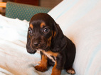 Small Photo #1 Basset Hound Puppy For Sale in ALFORD, IN, USA