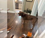 Small #4 Chocolate Labrador retriever-Great Dane Mix