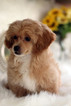 Small Photo #16 Havanese-Poodle (Toy) Mix Puppy For Sale in HOUSTON, TX, USA