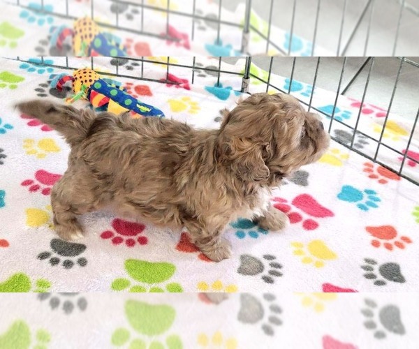 Medium Photo #8 ShihPoo Puppy For Sale in ORO VALLEY, AZ, USA
