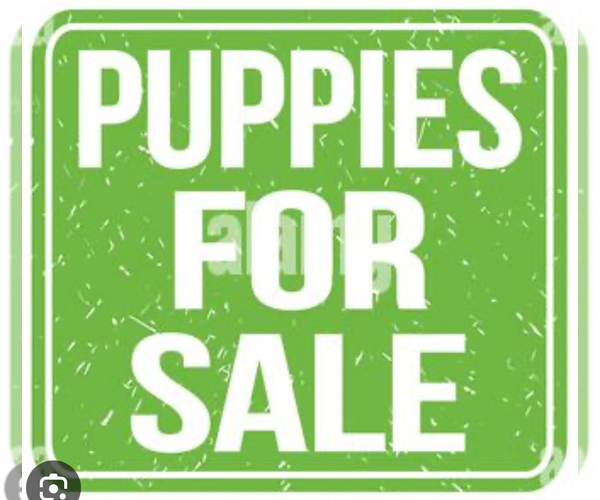 Medium Photo #1 Schnauzer (Miniature) Puppy For Sale in DECATUR, GA, USA