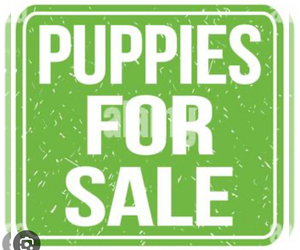 Schnauzer (Miniature) Puppy for sale in DECATUR, GA, USA