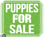 Small Photo #1 Schnauzer (Miniature) Puppy For Sale in DECATUR, GA, USA