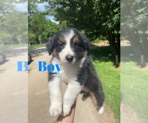 Australian Shepherd Puppy for sale in DRUMMONDS, TN, USA