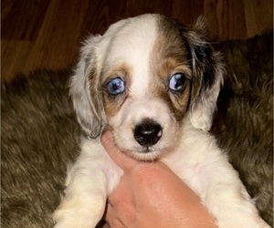 Australian Shepherd Puppy for sale in ERWIN, TN, USA