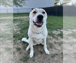 Small Great Pyrenees Mix