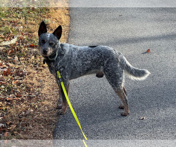 Medium Photo #1 Mutt Puppy For Sale in Garden City, NY, USA