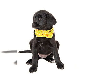 Labrador Retriever Dogs for adoption in Vaughan, Ontario, Canada