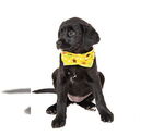 Small Labrador Retriever