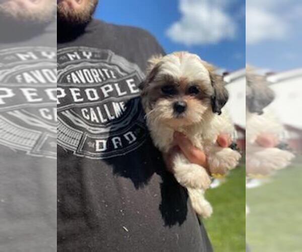 Medium Photo #1 Zuchon Puppy For Sale in SPENCER, TN, USA