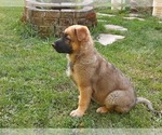 Small Photo #9 Malinois Puppy For Sale in ORCHARDS, WA, USA