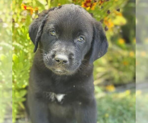 Medium Photo #2 Catahoula Leopard Dog-Labrador Retriever Mix Puppy For Sale in San Diego, CA, USA