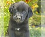 Small #1 Catahoula Leopard Dog-Labrador Retriever Mix