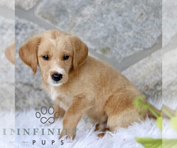Medium Photo #3 Miniature Labradoodle Puppy For Sale in BIRD IN HAND, PA, USA