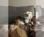Small #1 Chihuahua Mix
