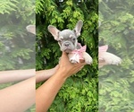 Small #5 French Bulldog