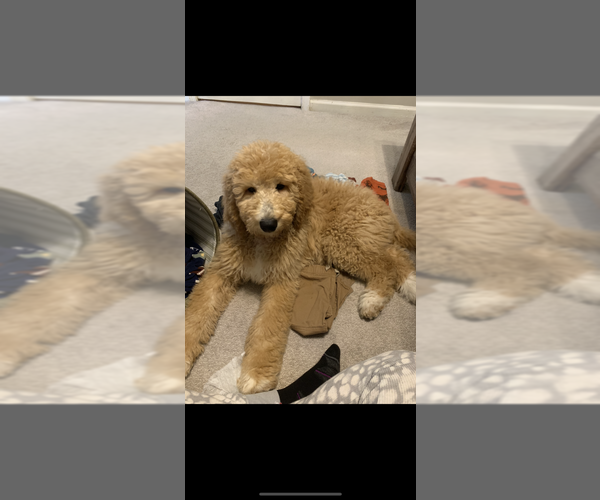 Medium Photo #1 Goldendoodle Puppy For Sale in SHOREWOOD, IL, USA