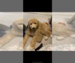 Small Photo #1 Goldendoodle Puppy For Sale in SHOREWOOD, IL, USA