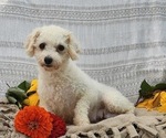 Small Photo #1 Zuchon Puppy For Sale in LAS VEGAS, NV, USA