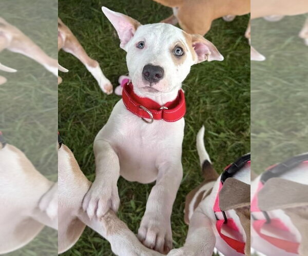 Medium Photo #11 Mutt Puppy For Sale in Wenonah, NJ, USA