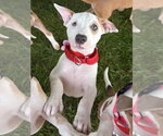 Small #10 Mutt