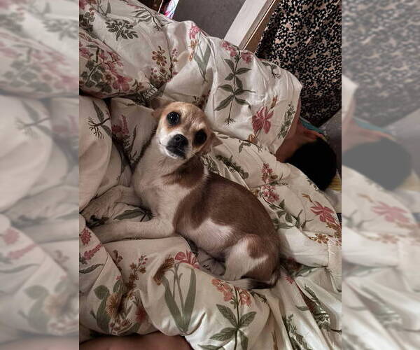 Medium Photo #4 Chihuahua-Unknown Mix Puppy For Sale in Grafton, WI, USA