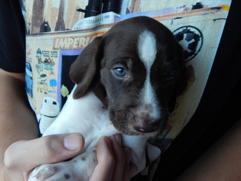 Medium Photo #1 German Shorthaired Pointer Puppy For Sale in BOYNE FALLS, MI, USA