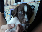 Small Photo #1 German Shorthaired Pointer Puppy For Sale in BOYNE FALLS, MI, USA