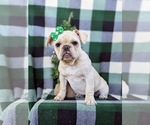 Small Photo #2 French Bulldog Puppy For Sale in PARADISE, PA, USA