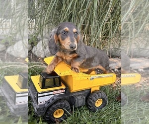 Dachshund Puppy for sale in MIDDLEBURY, IN, USA